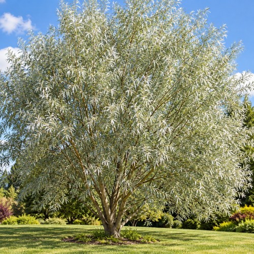 Salix alba 'Vitellina' - Hõberemmelgas 'Vitellina' C10/10L